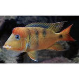 Geophagus Pelgreeni