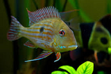 Geophagus Altifrons