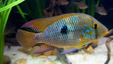 Geophagus Brazillensis