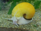 Golden Apple Snails
