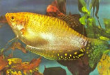 Golden Gourami