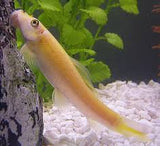 Golden Sucking Loach