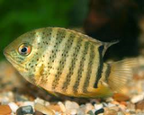 Green and Wild Severums