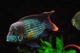 Green Terror