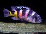 Haplochromis Obliquidens