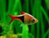 Harlequin Rasbora