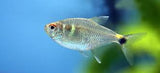 Head and Tail Light Tetra