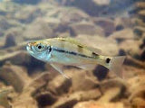 Hapaltaxodon Microlepsis