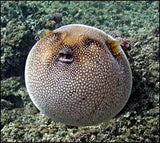 Hog Faced/Pig Faced Puffer