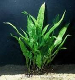 Java Fern