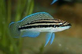 Julidiochromis Dickfeildi