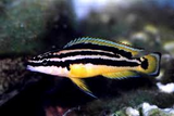 Julidochromis Ornatus