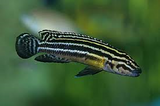 Julidiochromis Regani