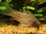 Julii Corydoras