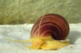 Jumbo Snails