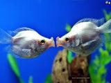 Pink Kissing Gourami