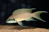 Lamprologus Birchardi