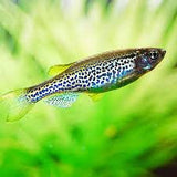 Leopard Danio