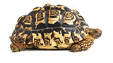 Leopard Tortoise (Stigmochelys pardalis)