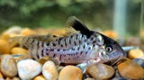 Leucomelas Corydoras