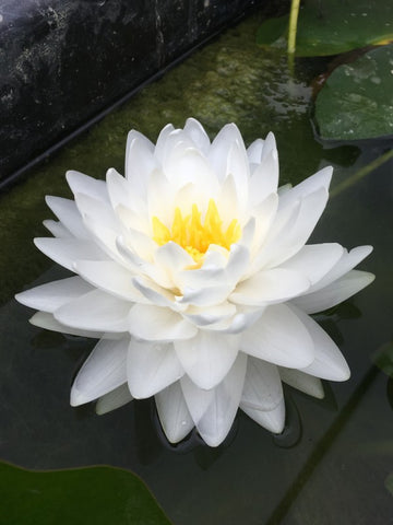 Gonnere water lily (Nymphaea ‘Gonnere’)
