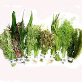 Live aquarium plants (bunch of ten plants)