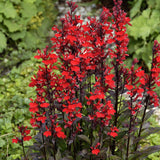 'Queen Victoria' - Lobelia fulgens