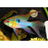 Longfin Rams