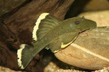 Magnum Pleco