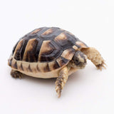 Marginated tortoise (TESTUDO MARGINATA)