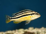 Melanocromis Autus