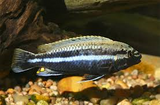 Melanochromis Oben