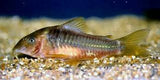 Melatonia Corydoras