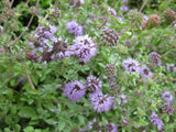 Mentha pulegium, Pennyroyal,