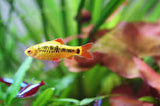 Metalic Golden Barbs