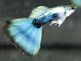 Metalic Blue Guppy