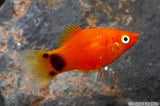 Mickey Mouse Platy