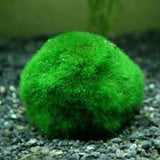 Marimo Moss Ball