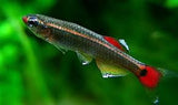 Mountain Minnow