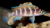 Neolamprologus Cylindricus