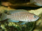 Neolamprologus Multifasciatus