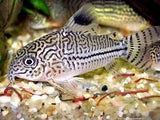 Olgae Corydoras