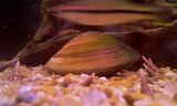Orange Clam
