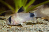 Panda Corydoras