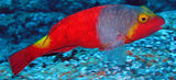 Parrot Fish