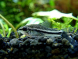 Pygmaeus Corydoras