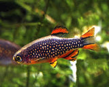 Pearl Danio