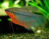 Pearl Gourami