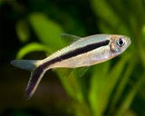 Penguin Tetra