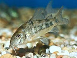 Peppered Corydoras